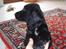 Cocker spaniel Thyra