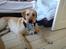 Labrador retriever Buddy