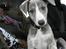 Whippet Sea Leopards Quiet Qairo