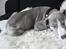 Whippet Sea Leopards Quiet Qairo