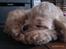 Amerikansk cocker spaniel Luna