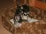 Chihuahua Bim Bim (Lulu (2010-2011)