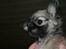 Chihuahua Bim Bim (Lulu (2010-2011)