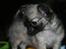 Chihuahua Bim Bim (Lulu (2010-2011)
