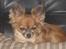 Chihuahua Daisy