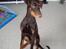 Dobermann Kejser *R.I.P* - Kejser 6 ½ måned ..