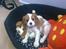 Cavalier king charles spaniel Thyholms Opus One