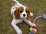 Cavalier king charles spaniel Thyholms Opus One