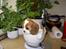 Cavalier king charles spaniel Thyholms Opus One