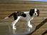 Cavalier king charles spaniel Thyholms Quick Silver
