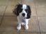 Cavalier king charles spaniel Thyholms Quick Silver