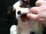 Cavalier king charles spaniel Thyholms Quick Silver