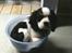 Cavalier king charles spaniel Thyholms Quick Silver