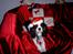 Cavalier king charles spaniel Thyholms Quick Silver