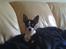 Chihuahua Nynne 