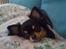 Chihuahua Coco Chanel