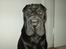 Shar pei Chili