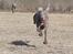 Weimaraner Hot Shoot´s Lotto (Anden) HD-A - Anden i fuld gallop