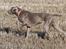 Weimaraner Hot Shoot´s Lotto (Anden) HD-A - Den fødte fuglefinder - her 11 mdr