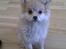Blanding af racer Pomchi, Cookie