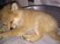 Blanding af racer Pomchi, Cookie