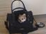 Blanding af racer Pomchi, Cookie