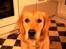Golden retriever Queenie