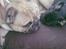 Fransk bulldog Carla - Mors puttegrise :)