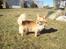 Chihuahua kiki