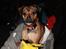 Blanding af racer (Mops/Dv. pinscher) -Sika