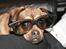 Blanding af racer (Mops/Dv. pinscher) -Sika