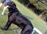 Blanding af racer Rico (min engel)