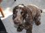 Cocker spaniel Vaks