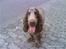 Cocker spaniel Vaks