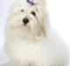 Coton de tulear Lucca