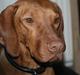 Vizsla Zenta