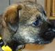 Border terrier Freja
