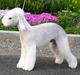 Bedlington terrier Blju Be Judzhens Key Of M