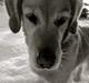 Golden retriever Queenie