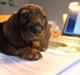 Gravhund Balder