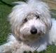 Coton de tulear Charlie
