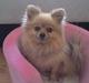 Pomeranian Mussi