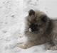 Keeshond Keesho's Gaya