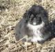 Pekingeser Holly
