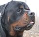 Rottweiler Balder