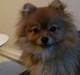 Pomeranian Kahla
