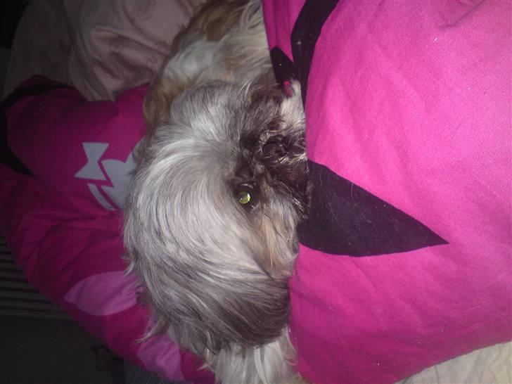 Shih tzu malu billede 16