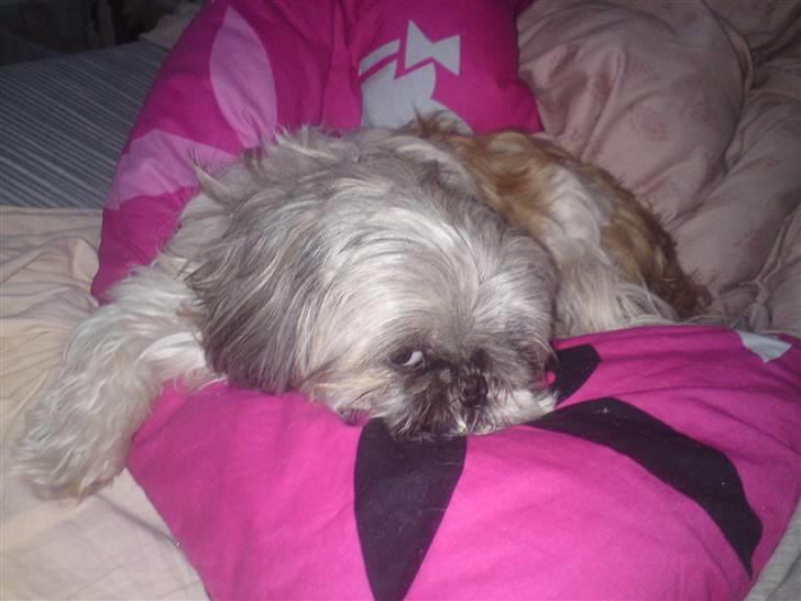 Shih tzu malu billede 17