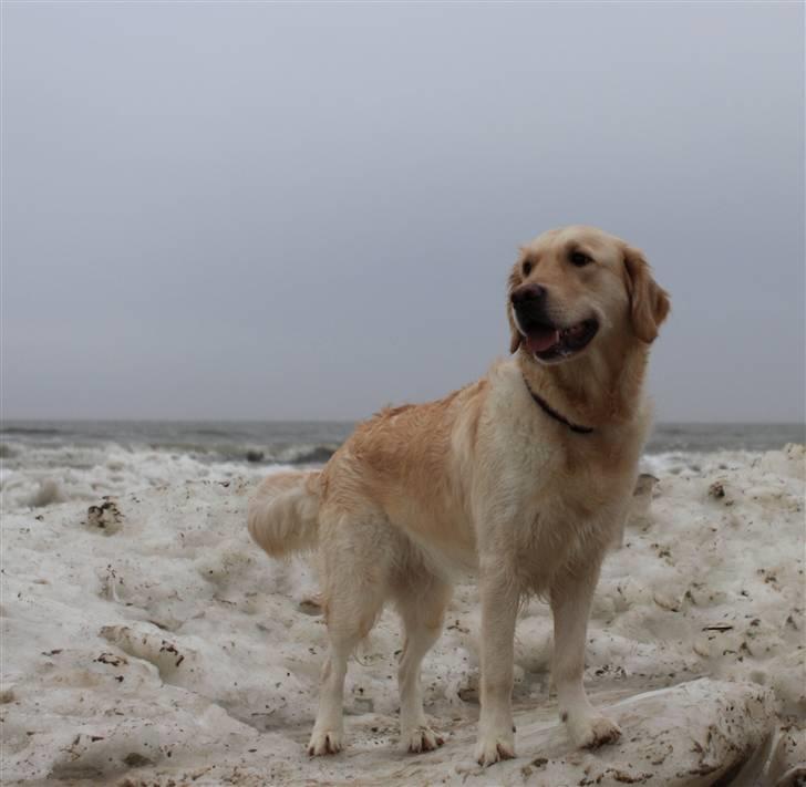 Golden retriever Nova - Vejers strand med sne/is billede 19