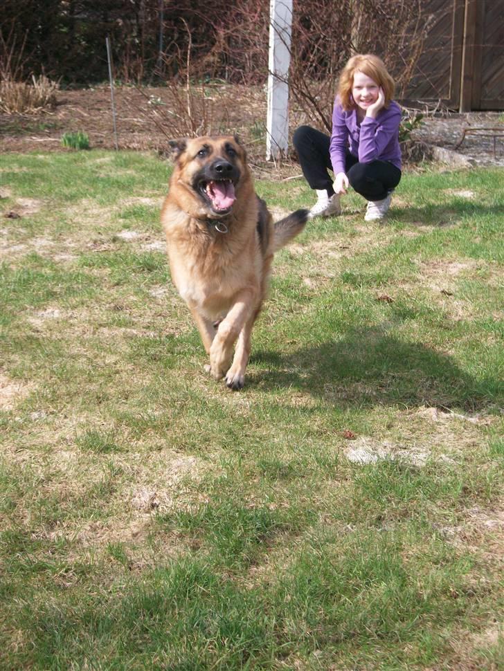 Schæferhund Liliendahl's Randi † Sov sødt...  - Velkommen til Randi´s profil :-) Læg gerne en besked og kommentar inden i smutter igen :-) billede 1